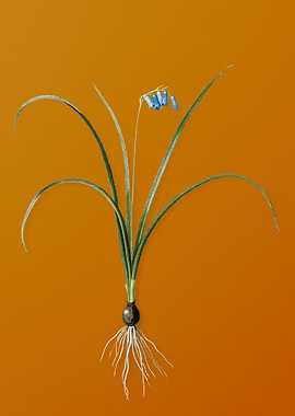 Vintage Brimeura Flower