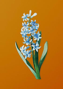 Vintage Dutch Hyacinth