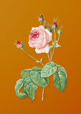 Vintage Cabbage Rose