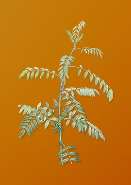 Flowering Indigo Plant