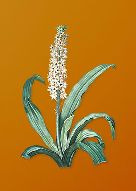 Vintage Eucomis Punctata