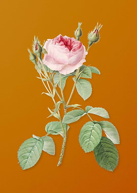 Vintage Double Moss Rose