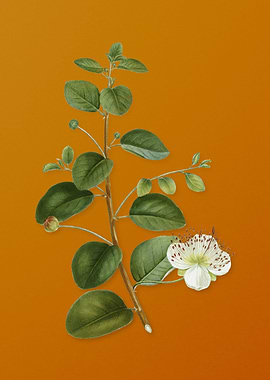 Vintage Caper Plant Flower