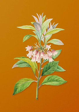 Chinese New Year Flower