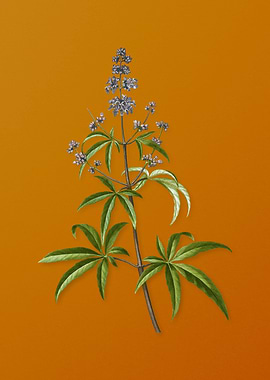 Vintage Chaste Tree Flower