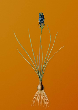 Vintage Grape Hyacinth