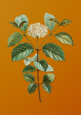Vintage Common Dogwood