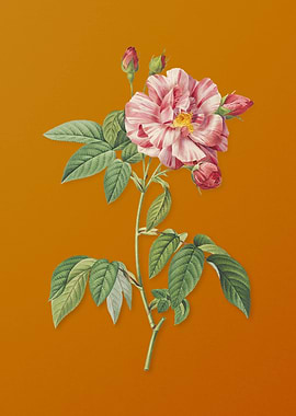 Variegated French Rosebush