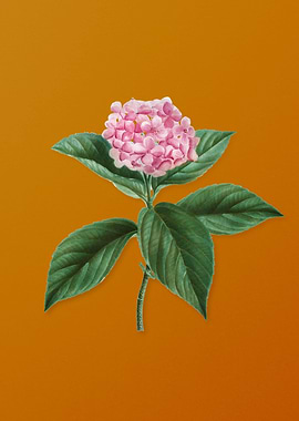 Vintage French Hydrangea