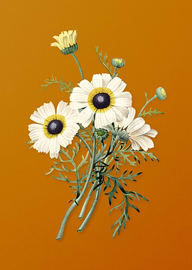 Vintage Chrysanthemum