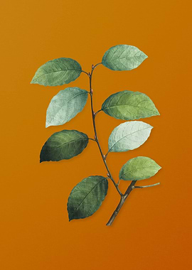 Vintage Eared Willow