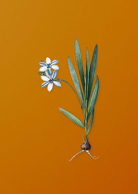 Vintage Gladiolus Plicatus