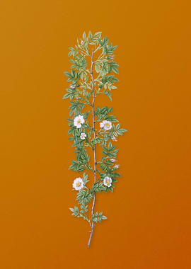 Vintage Cuspidate Rose