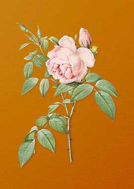 Vintage Fragrant Rosebush