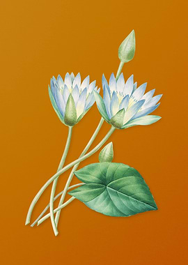 Vintage Egyptian Lotus