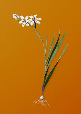 Vintage Gladiolus Flower