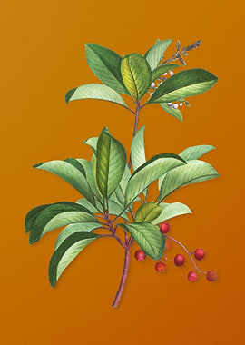 Greek Strawberry Tree