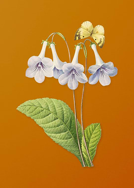 Vintage Canterbury Bells