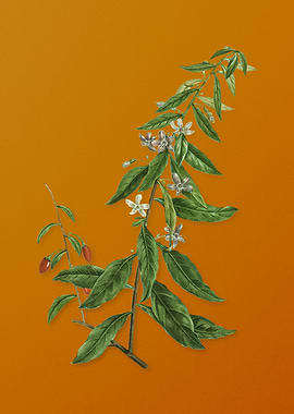 Vintage Goji Berry Tree