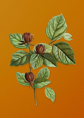 Carolina Allspice Flower