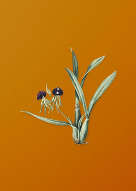 Vintage Clamshell Orchid