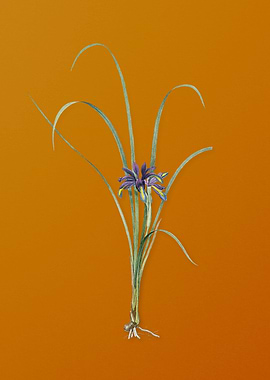 Vintage Grass Leaved Iris