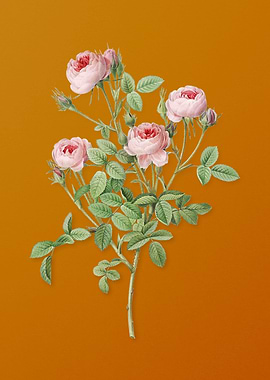 Vintage Burgundian Rose