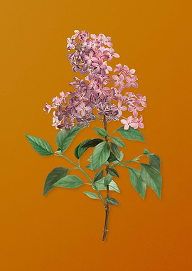 Vintage Chinese Lilac