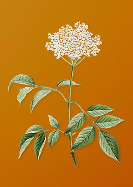 Vintage Elderflower Tree