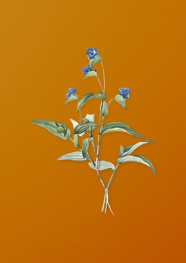 Vintage Blue Spiderwort
