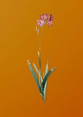 Vintage Corn Lily Flower