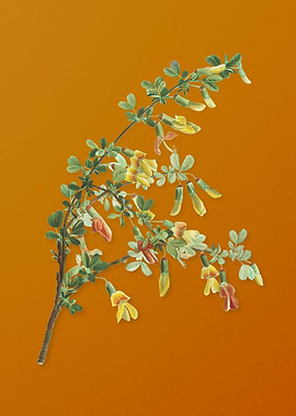 Vintage Caragana Sinica