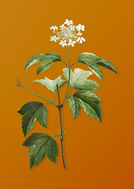Vintage Guelder Rose