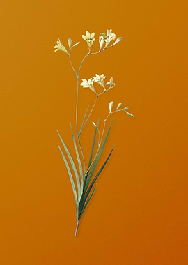 Vintage Freesia Flower