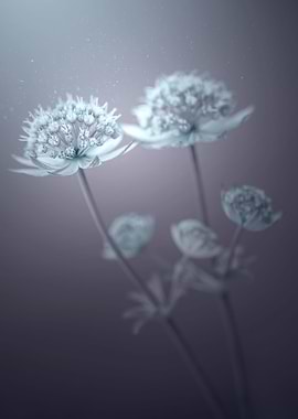 White flowers in garden