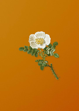 Vintage Burnet Rose Flower