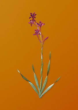 Vintage Bugle Lily Flower