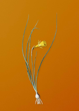 Vintage Daffodil Flower