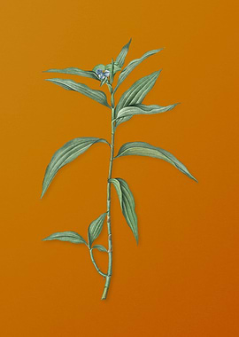 Vintage Dayflower Flower