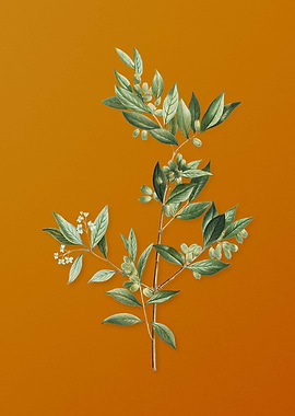 Fontanesia Phillyreoides