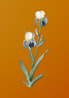 Vintage Elder Scented Iris