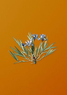 Vintage Dwarf Crested Iris