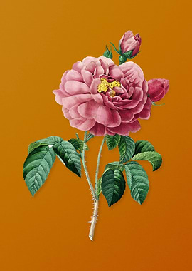 Vintage Gallic Rose Flower