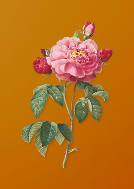 Duchess of Orleans Rose