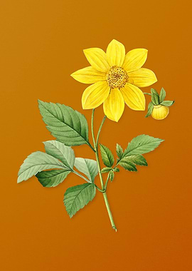 Vintage Dahlia Simplex