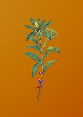 February Daphne Flowers