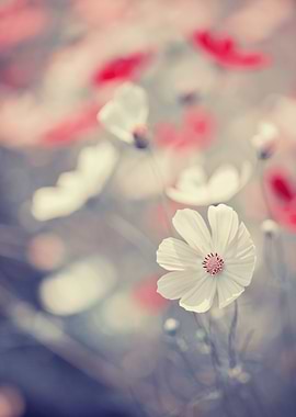 Summer flowers in garden