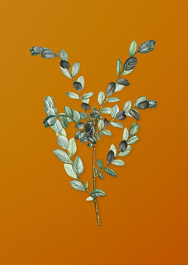 Vintage Creeping Willow