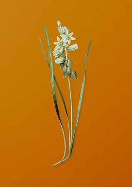 Drooping Star of Bethlehem