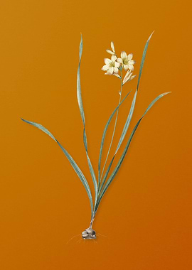 Vintage Gladiolus Lineatus